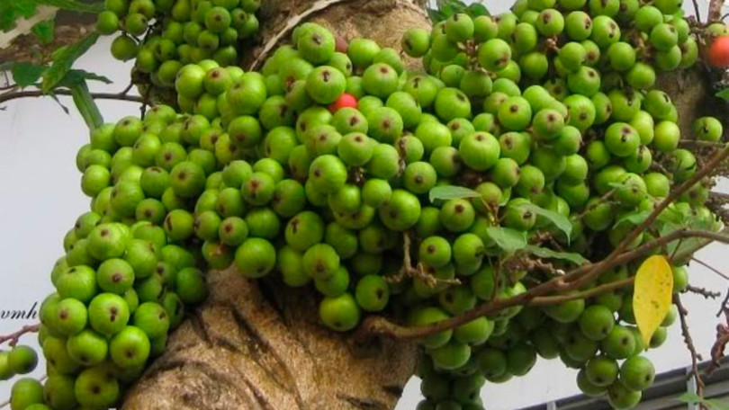 11 tác dụng chữa bệnh ít biết từ quả sung 1 11 tác dụng chữa bệnh ít biết từ quả sung