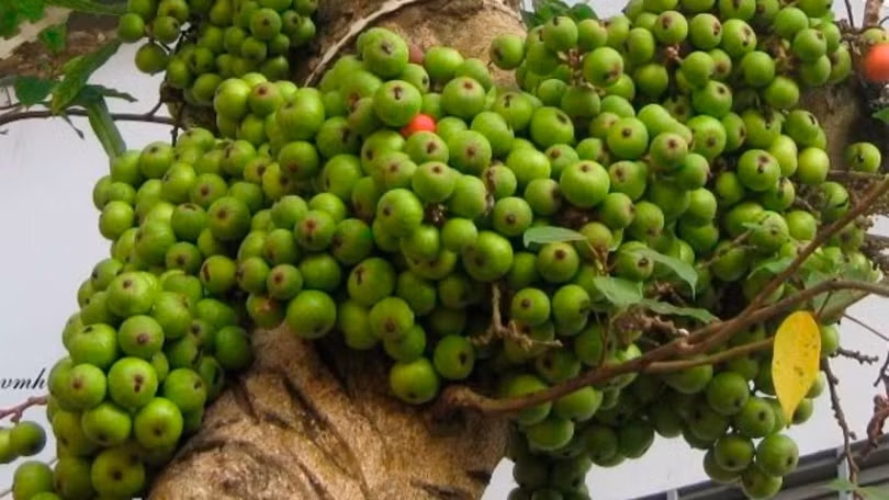 11 tác dụng chữa bệnh ít biết từ quả sung