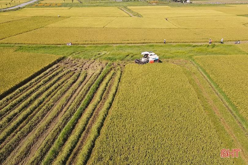 Quyết không để xảy ra tình trạng “bảo kê” gặt lúa ở Hà Tĩnh
