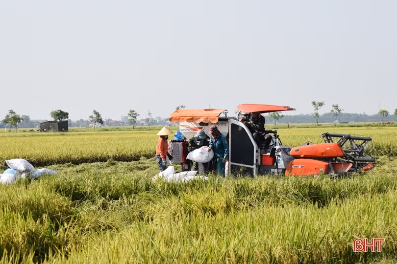Hồng Lộc gặt “mùa vàng” sau chuyển đổi đồng ruộng quy mô lớn