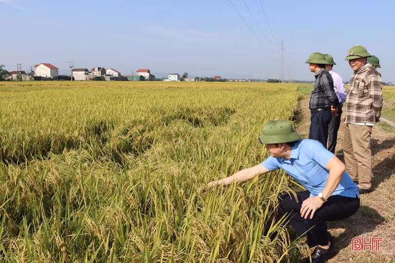 Cẩm Xuyên xác lập kỷ lục năng suất lúa xuân