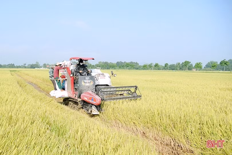 Hà Tĩnh: Năng suất lúa xuân ước đạt hơn 58 tạ/ha