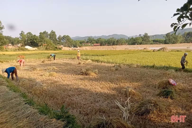 “Chuyến xe 0 đồng” mùa lúa chín