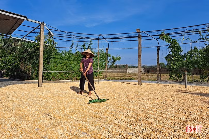 Nông dân Nghi Xuân đội nắng” thu hoạch ngô xuân