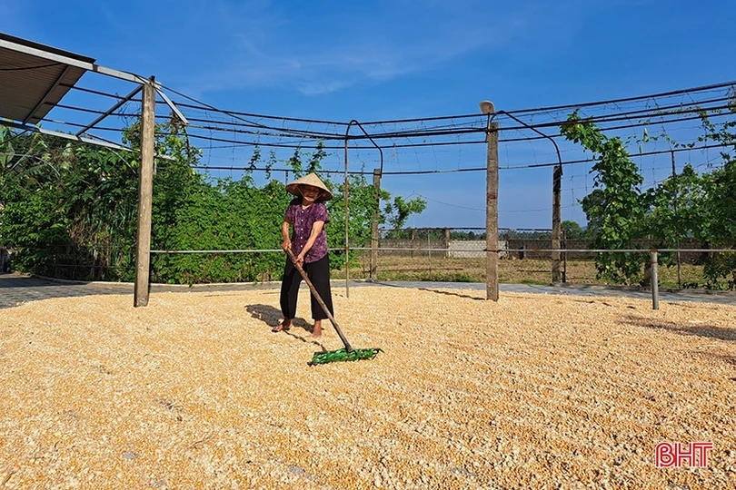 Nông dân Nghi Xuân đội nắng” thu hoạch ngô xuân