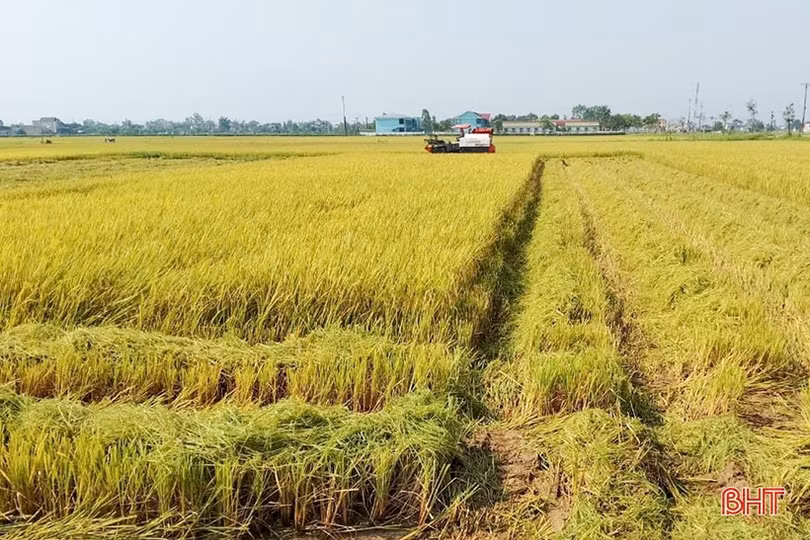 Năng suất lúa vượt trội trên cánh đồng mẫu ở Can Lộc