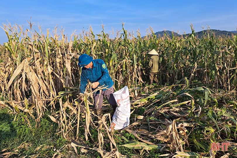 Nông dân Nghi Xuân đội nắng” thu hoạch ngô xuân