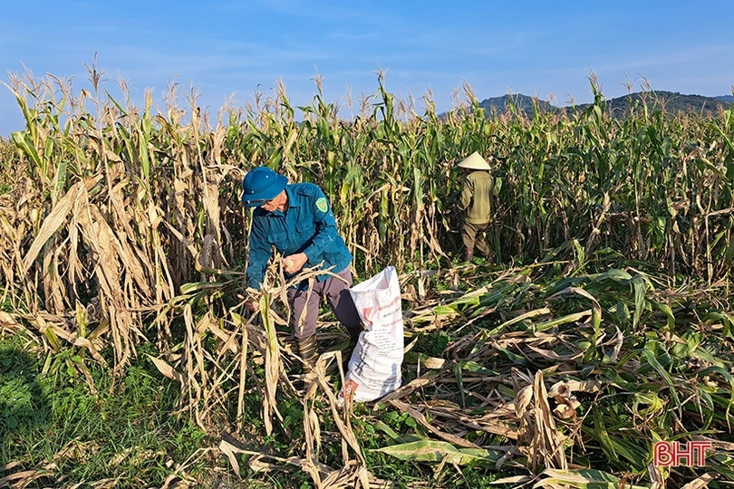 Nông dân Nghi Xuân đội nắng” thu hoạch ngô xuân