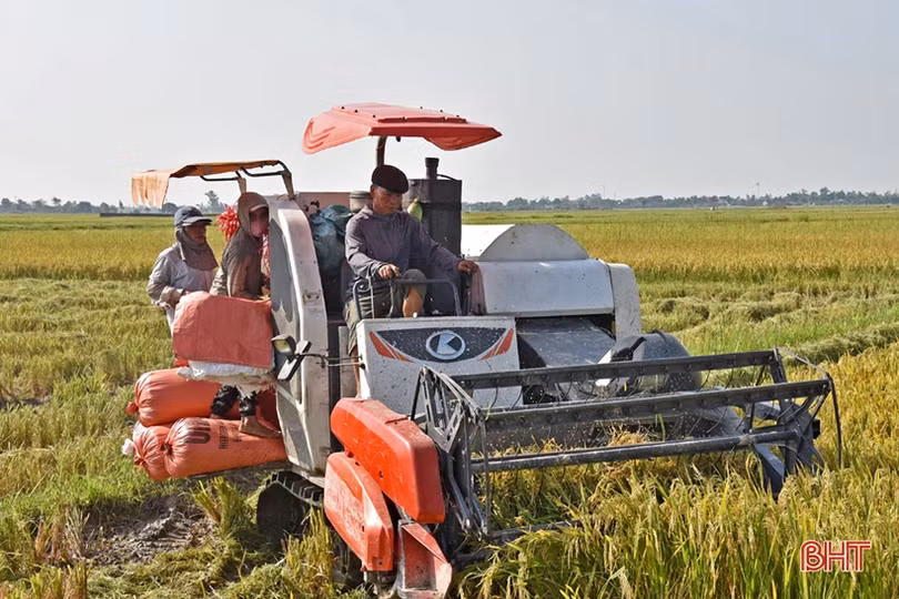 Hồng Lộc gặt “mùa vàng” sau chuyển đổi đồng ruộng quy mô lớn