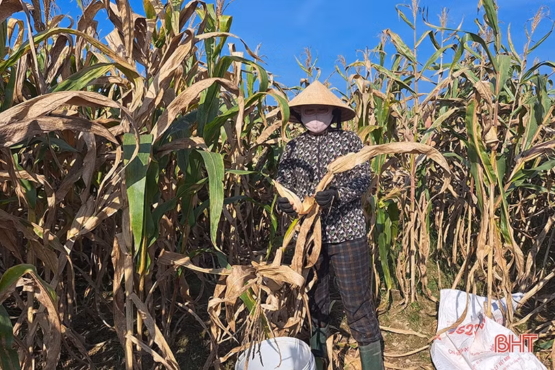 Nông dân Nghi Xuân đội nắng” thu hoạch ngô xuân