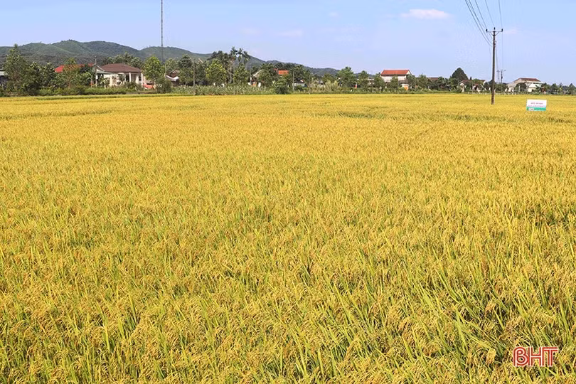 Giống lúa hữu cơ DT39 trên đồng ruộng Vũ Quang có nhiều ưu điểm