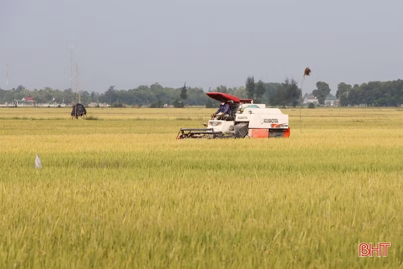 Cẩm Xuyên xác lập kỷ lục năng suất lúa xuân