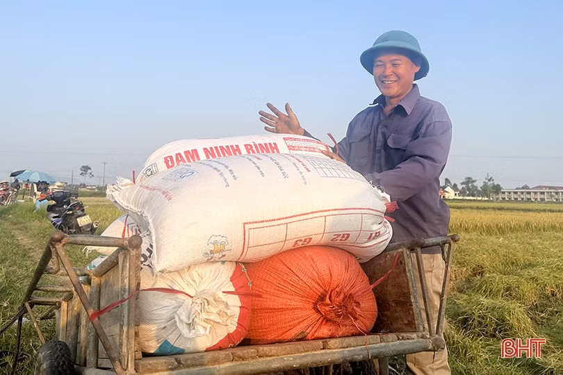 Năng suất lúa vượt trội trên cánh đồng mẫu ở Can Lộc