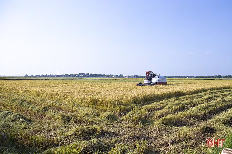 Nông dân Hà Tĩnh hối hả thu hoạch lúa xuân