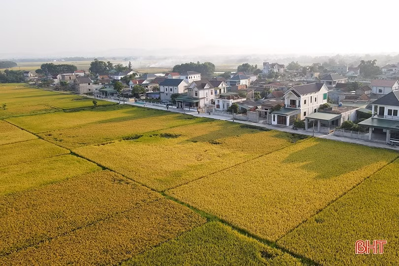 Năng suất lúa vượt trội trên cánh đồng mẫu ở Can Lộc