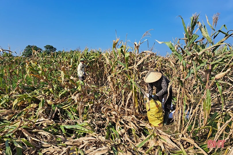 Nông dân Nghi Xuân đội nắng” thu hoạch ngô xuân