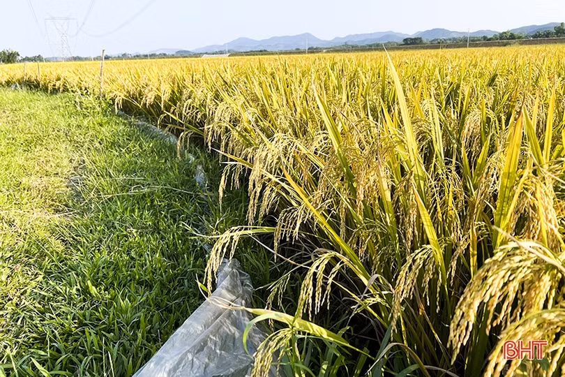 Mùa vui ở huyện lúa Đức Thọ