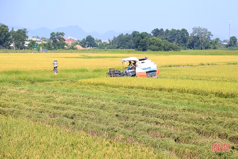 Quyết không để xảy ra tình trạng “bảo kê” gặt lúa ở Hà Tĩnh