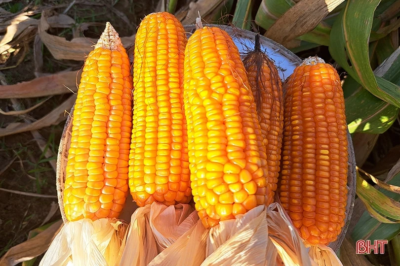 Nông dân Nghi Xuân đội nắng” thu hoạch ngô xuân