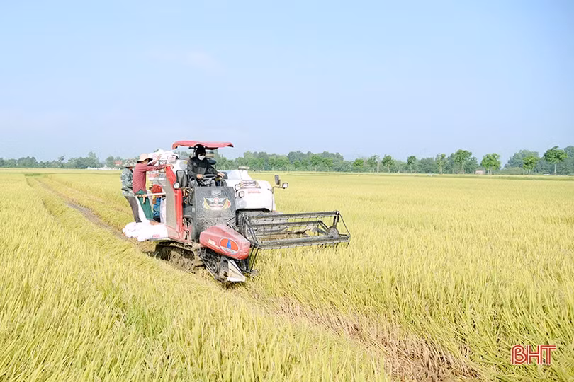 Can Lộc khắc phục hàng trăm ha lúa bị đổ, tập trung thu hoạch vụ xuân