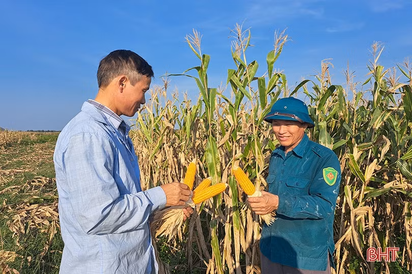 Nông dân Nghi Xuân đội nắng” thu hoạch ngô xuân