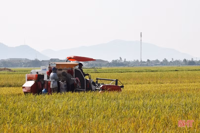 Hồng Lộc gặt “mùa vàng” sau chuyển đổi đồng ruộng quy mô lớn