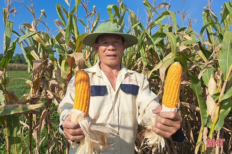 Nông dân Nghi Xuân đội nắng” thu hoạch ngô xuân