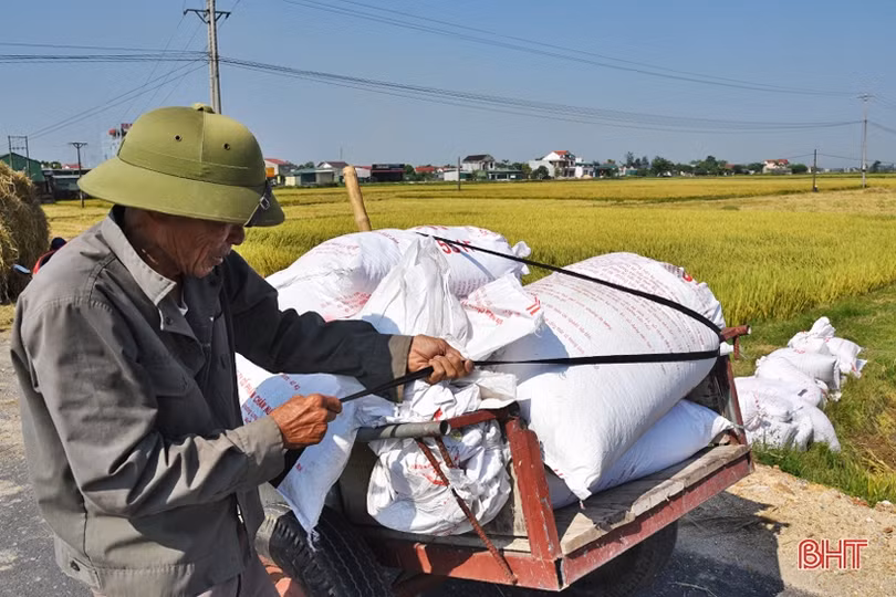Hồng Lộc gặt “mùa vàng” sau chuyển đổi đồng ruộng quy mô lớn