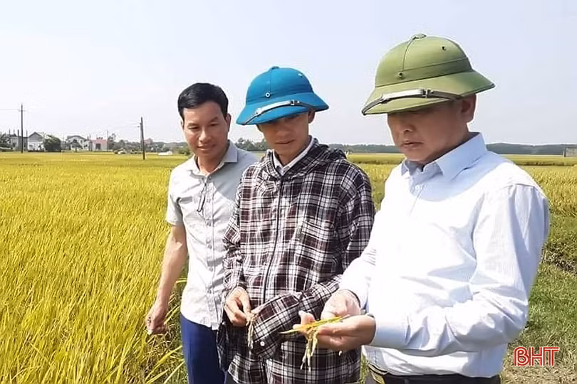 Hồng Lộc gặt “mùa vàng” sau chuyển đổi đồng ruộng quy mô lớn