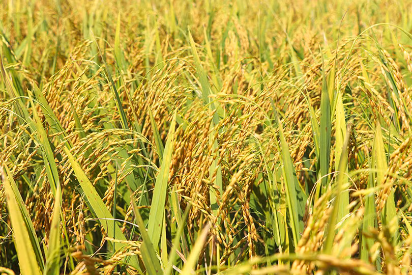 Giống lúa hữu cơ DT39 trên đồng ruộng Vũ Quang có nhiều ưu điểm