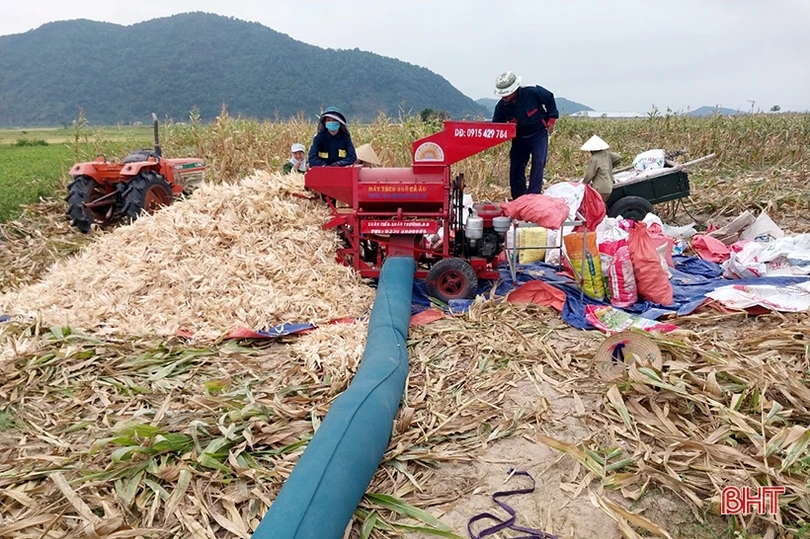 Nông dân Nghi Xuân đội nắng” thu hoạch ngô xuân