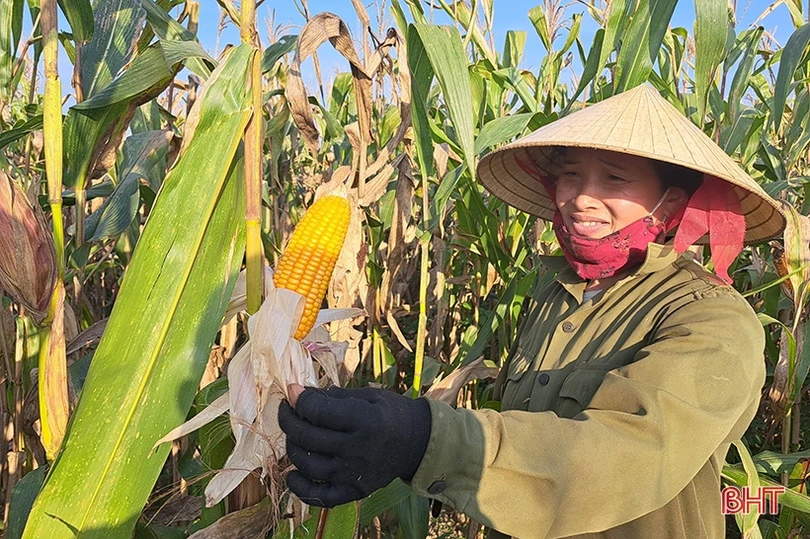 Nông dân Nghi Xuân đội nắng” thu hoạch ngô xuân