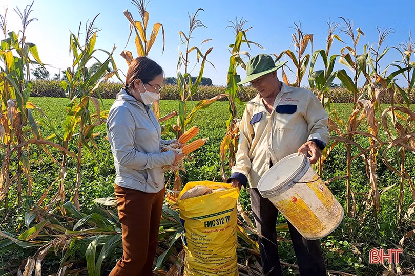 Nông dân Nghi Xuân đội nắng” thu hoạch ngô xuân