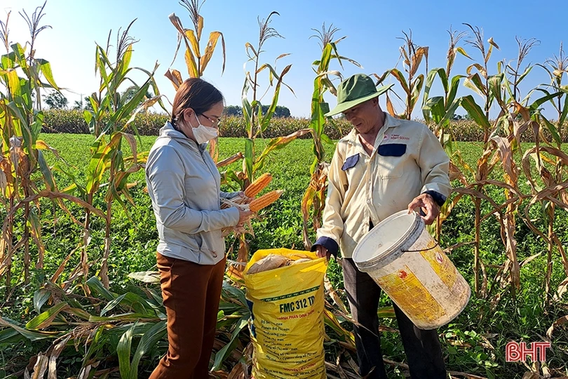 Nông dân Nghi Xuân đội nắng” thu hoạch ngô xuân