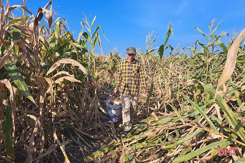 Nông dân Nghi Xuân đội nắng” thu hoạch ngô xuân