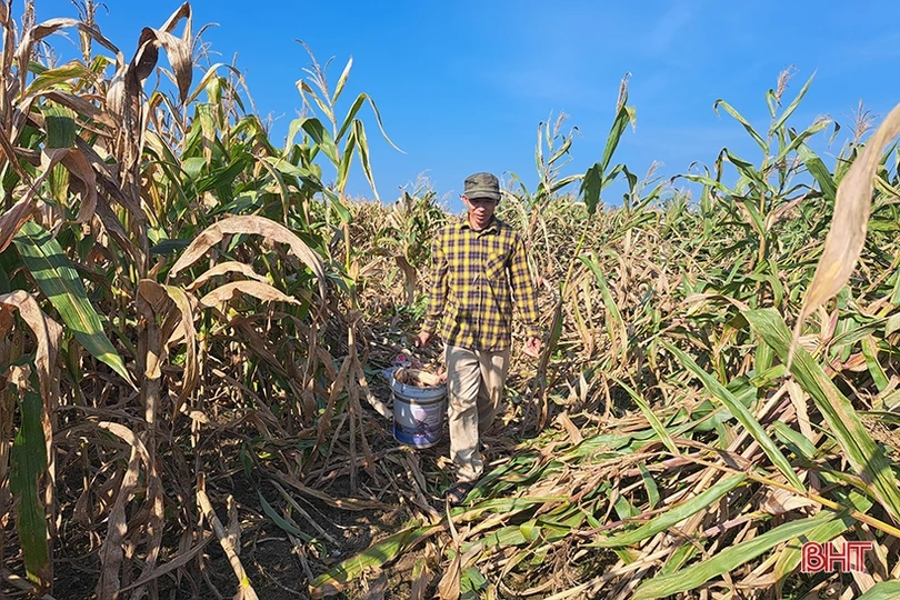 Nông dân Nghi Xuân đội nắng” thu hoạch ngô xuân