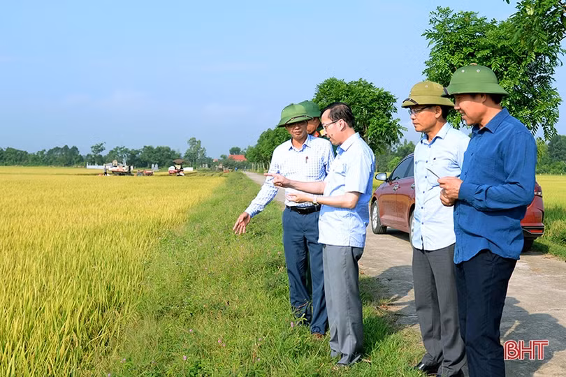Can Lộc khắc phục hàng trăm ha lúa bị đổ, tập trung thu hoạch vụ xuân