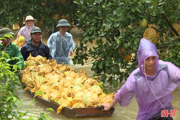 Dầm mình trong nước lũ thu hoạch bưởi Phúc Trạch 