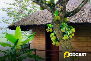 Podcast tản văn: Nhớ nhung mít ta ở làng