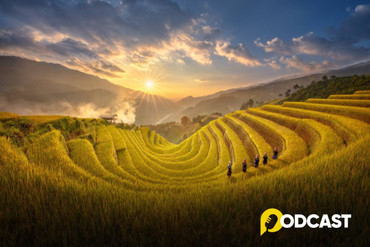 Podcast mỗi tuần một câu chuyện: Mùa lúa trổ bông