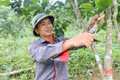"Hồi sức" cho cây cam sau mùa hái quả