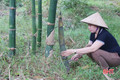 Trồng cây tre quý, nông dân Vũ Quang thu hàng trăm triệu đồng