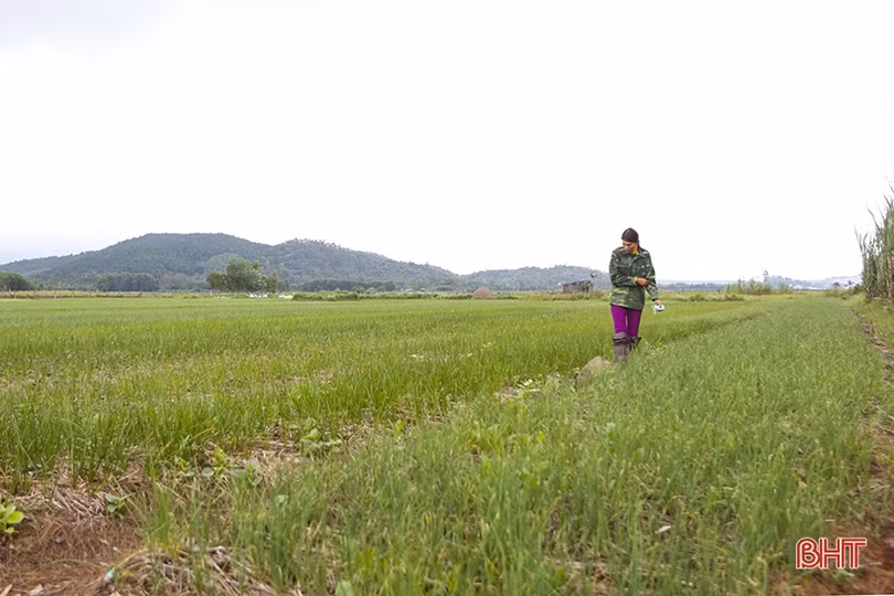Giá hành lá tăng 3 - 4 lần, nông dân “người vui, kẻ tiếc”