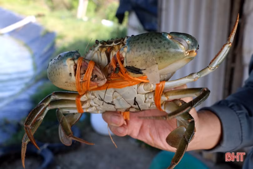 Nuôi cua thâm canh, nông dân Hà Tĩnh thu lãi hàng trăm triệu đồng
