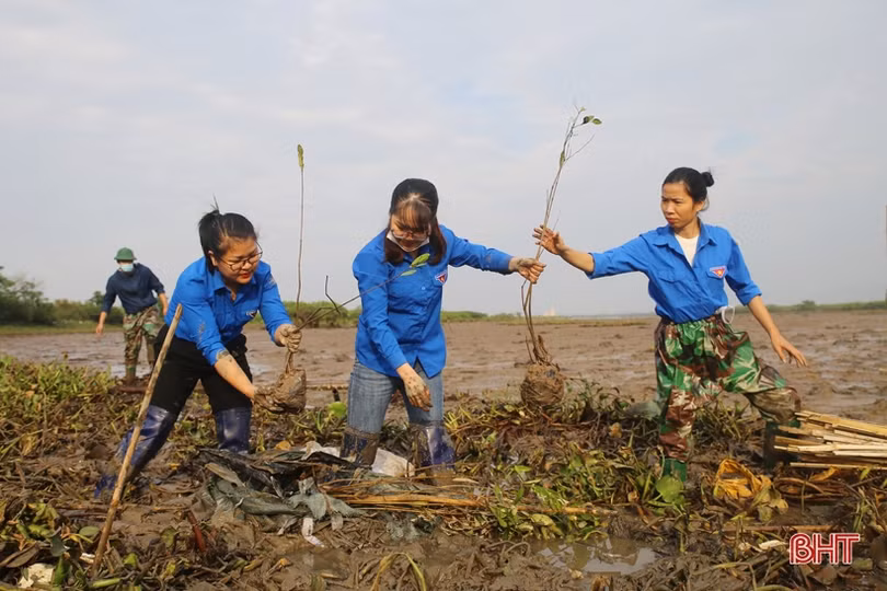 Học sinh Trường Albert Einstein trồng cây phục hồi rừng ngập mặn