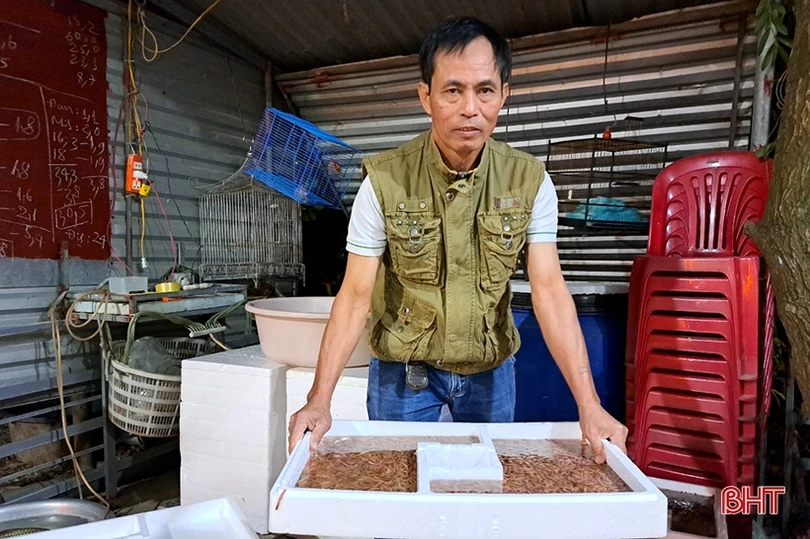 Hà Tĩnh: “Săn” rươi, kiếm tiền triệu mỗi đêm