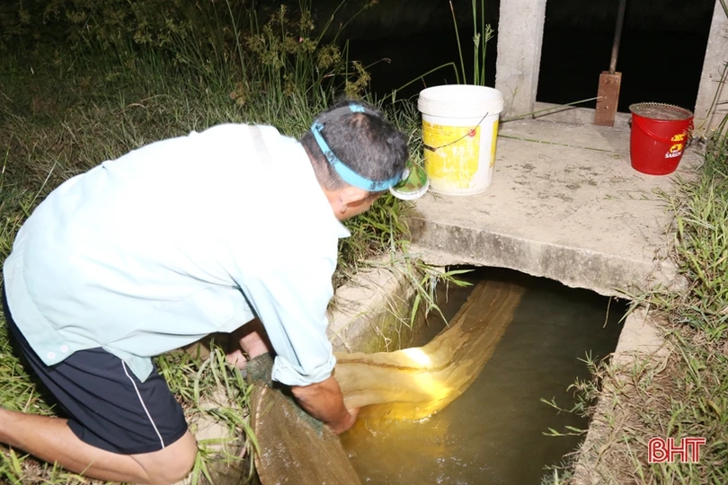 Mô hình nuôi rươi đầu tiên ở TP Hà Tĩnh vào mùa thu hoạch