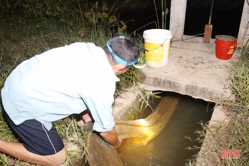 Mô hình nuôi rươi đầu tiên ở TP Hà Tĩnh vào mùa thu hoạch