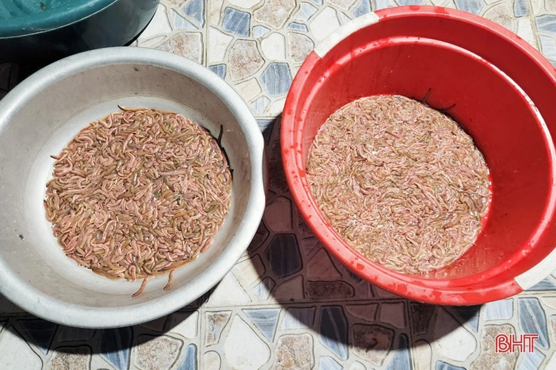 Mô hình nuôi rươi đầu tiên ở TP Hà Tĩnh vào mùa thu hoạch