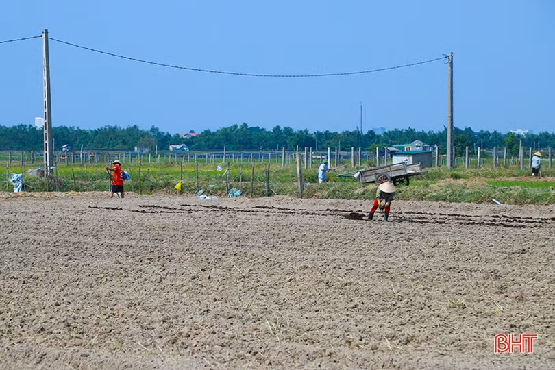 Thời tiết thuận lợi, nông dân Hà Tĩnh xuống đồng làm rau màu vụ đông